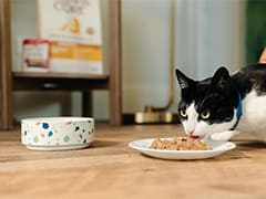 wet_cat_food